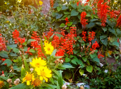 Суббота в Камышине будет малооблачной и теплой