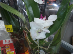 В Камышине в магазины «Магнит» с прицелом на 8 Марта завезли орхидеи по цене летнего платья