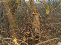 Труп повешенной собаки на дереве больше недели пугает волгоградцев, - «Блокнот Волгограда»