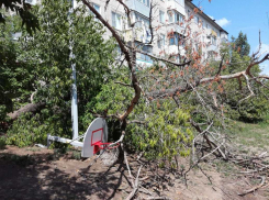 В Камышине под порывами ветра рухнуло дерево и снесло детские конструкции, чудом никто не пострадал