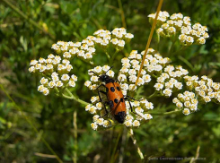 К Камышину приближается грозовой фронт с дождями
