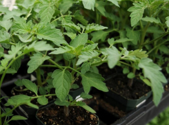 В Камышине неожиданно вдвое подорожала рассада