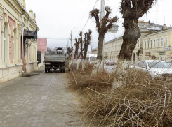 В Камышине досрочно начали стричь вязы? - камышанка
