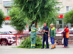 В Камышине наступила очередная вахта озеленителей по стрижке деревьев на центральных улицах «под полубокс»