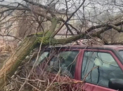 В Камышине из-за шквала дерево рухнуло на автомобиль в 4-м микрорайоне