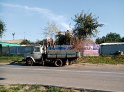 Камышин очищают от поваленных ураганом и старых деревьев