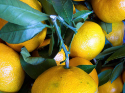 В Камышин прибыл урожай абхазских мандаринов «с ветки»