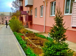 Администрация Камышина позитивно оценивает ход месячника благоустройства