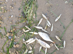 Камышане бьют тревогу: берег на пляже у администрации Камышина усеян мертвой рыбой