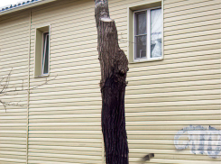 «Раз довели зеленый экземпляр до такого состояния жестоким обрезанием, надо же его убрать?», - камышанин