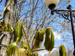 В Камышине скоро подует южный ветер и потеплеет, а сегодня, 25 апреля,  в прогнозе синоптиков стоят «снежинки»