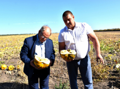 Глава Камышинского района проверил, как зреет штирийская тыква