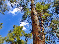 Камышанам, вздумавшим разводить костры в лесах, стоит иметь в виду, что за ними следят со спутников