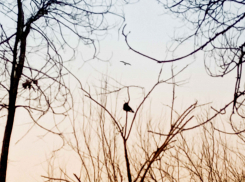 В селе Костарево Камышинского района расследуют смерть брата и сестры, появились подробности