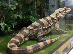 Как увлеченный молодой коллекционер хвостатой экзотики «пролетел» с вараном в Волгоградской области