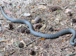 Камышанин сделал фото пробудившейся змеи, которую обнаружил в лесопитомнике