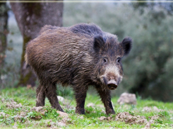 Природоохранная прокуратура проинформировала, когда можно охотиться на кабана, лося, косулю и других животных