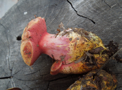 Собирателей краснокнижных «чудо-юдо»-грибов хотят «приструнить» в Волгоградской области