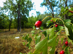 Камышин резко накрыла прохлада, но тепло еще вернется