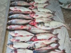 В Волгоградской области фигурантов «рыбного дела» посадили под домашний арест