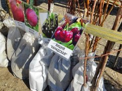 В Камышине ожили рынки саженцев