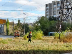 В Камышине «Благоустройство» запустило вторую волну городского покоса