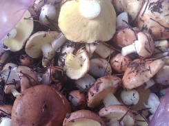 С сегодняшнего дня, 23 сентября, аккурат к грибной поре, камышан вновь пускают в леса беспрепятственно