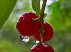 В Камышине пройдут дожди и прогремят грозы