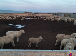 В Заволжье чабан с сожительницей расплатились за авто отарой ворованных баранов