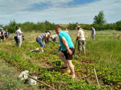 Камышане дружно прибыли выкапывать бесплатную клубнику в подарок от неизвестного щедрого фермера