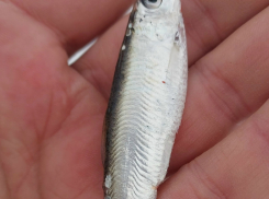 Невиданную для Волги рыбу поймал опытный волгоградский рыбак  