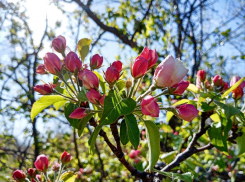 Утренний туман, переменная облачность, но без осадков: погода в воскресенье, 23 апреля, в Камышине