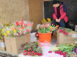 В Камышине начали продавать тюльпаны для милых дам - по 150 рублей за цветок