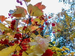 Новая волна осеннего тепла будет определять погоду в Камышине в конце недели