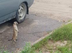 В Камышине ищут редкого зверька