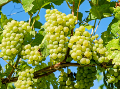 Семь сезонных обработок виноградника от болезней и вредителей 