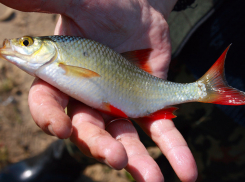 В Камышине рыбаки открыли сезон подледного лова на прудах