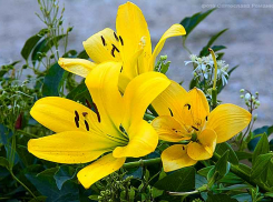 Погода на конец недели: Камышин продолжит раскаляться