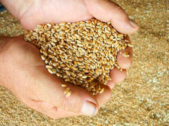 Ученые проверили, как уходит в зиму «академическая» пшеница в Камышинском районе