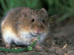Мыши нарыли почти 20 нор на гектар и грозятся съесть все, что попадется им «под руку» в Волгоградской области
