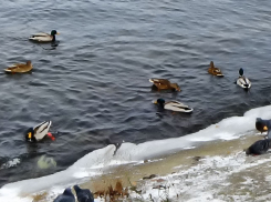 В Камышине дикие утки остаются «на довольствии» у горожан и зимой (ВИДЕО)