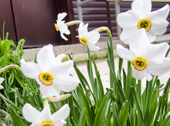 Синоптики отменили дождь в субботу 22 апреля в Камышине, но +17 не отменили