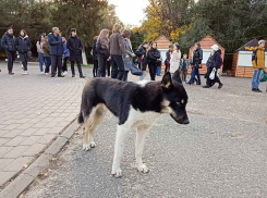 Станислав Зинченко уточнил перечень мест в Камышине, куда вход бездомным собакам «воспрещен»