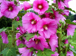 После сегодняшней свежей ночи Камышин снова окутают жара и духота