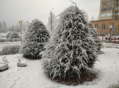 Легкий морозец без снега: погода в Камышине 29 декабря