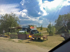 На трассе под Камышином арбузы стали предлагать по 15 рублей за килограмм