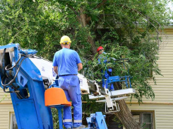 По Камышину жужжат электропилы - идет массовая обрезка деревьев