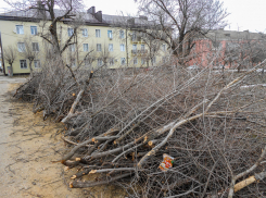Вырубленные деревья на втором участке уберут? - камышанка