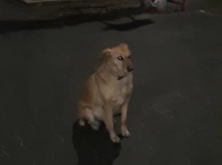 «Камышинский хатико»: пользователи в соцсетях погоревали над судьбой собаки, застывшей на перекрестке центральных улиц в ожидании