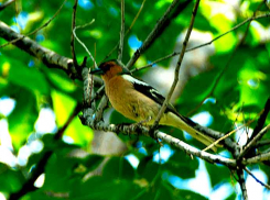 В Камышине в понедельник будет солнечно, жарко, но дождевой фронт пока далеко не ушел